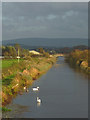 SD4555 : Swans on the Glasson Branch by Karl and Ali