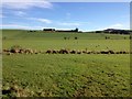 Farmland and Branetrigg Farm