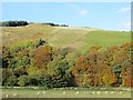 New woodland, Hazlebank Quarry