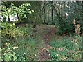 Path in woodland at Cleughhead