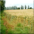 Track through the edge of a field, Cam