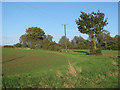 Trees on field boundary, near Horstages, Felsted