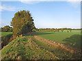 Footpath on field boundary, Felsted