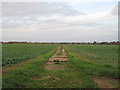 Footpath through arable land, Gransmore Green