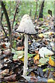 Fungus, Orrell Water Park