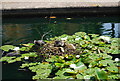 Coot nest, Surrey Docks