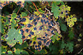 Fungus on dying sycamore leaves, Davie Park, Rattray