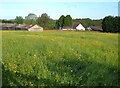 Meadow by Devonshire Road, Honiton