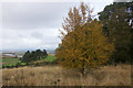 Autumnal birch, Tullybaccart, near Coupar Angus