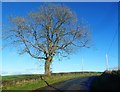 NX8471 : A Lonely Ash Tree by Mary and Angus Hogg