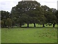 SX9684 : Trees (and one stag) in Powderham Park by David Smith