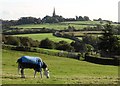 Horse grazing near Thurcroft Hall