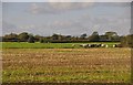 North Somerset : Countryside Scenery