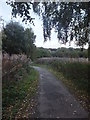 A leafy walk  in Alyn Waters Country Park