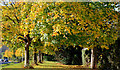 Autumn trees, Newtownards