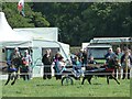 SJ0309 : Donkey Derby at Llanfair Show by Penny Mayes