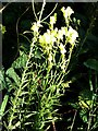 Common toadflax beside the A489 at Glanmule