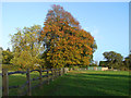 Autumn trees