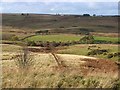 View from the Waskerley Way