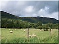 Sheep grazing on flood plain land of the Glenariff River