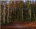 SK9108 : Path through Barnsdale Wood by Mat Fascione
