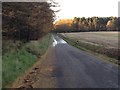 Road past Wood of Auchenhalrig