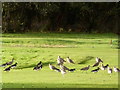 NR8468 : Curlews and Oystercatchers feeding on Tarbert Golf Course by sylvia duckworth
