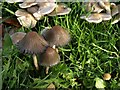 Fungi, Shiphay Park Road, Torquay