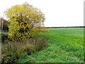 Tamnagh Townland