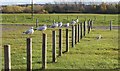 SE3218 : Gulls at the Park by Dave Pickersgill