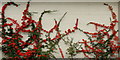 Pyracantha on a white-painted wall