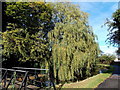 Canalside weeping willow, Pontnewydd,Cwmbran