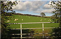 Sheep pasture near Tilland Road Farm