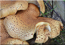 J4079 : Fungus, Holywood (4) by Albert Bridge