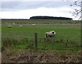 Sheep grazing beside the bridleway