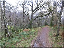 NN5000 : Path, Loch Ard Forest by Richard Webb
