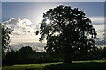 Old oak tree in Trull Meadow