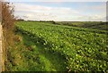 Beet near Gooseford