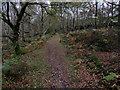 In the Woods on Transfield Top