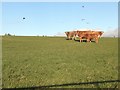 Cows near Little Pitlurg