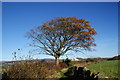 Autumn tree near Lower Moor Side