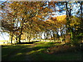 Footpath through beech trees