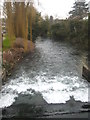 The River Kennet at Marlborough