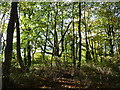 Young trees in Flaxhigh Covert, Hale Barns