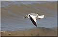 TL1568 : Sabine's Gull, Grafham Water by Hugh Venables
