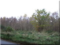 NO8495 : Woodland near The Anvil by JThomas