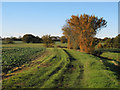 Autumnal hedgerow in arable land,  Great Dunmow 