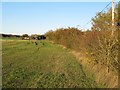 Autumnal hedgerow near Marks Farm, Great Dunmow