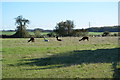 Alpacas near Brabourne