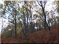 Woodland to the south west of the A835